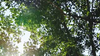 SQTE-521逃走！！美丽的女人，美丽的乳房，还有日本的结构。宫西由纪-宫西由纪_WMLC
